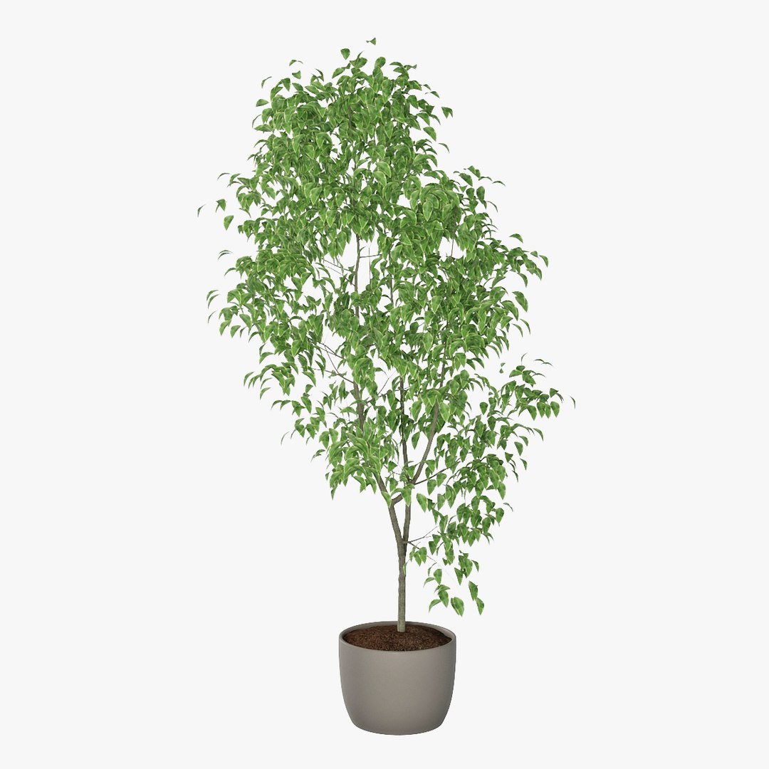 3D ficus benjamin https://p.turbosquid.com/ts-thumb/hH/ZXMTjT/Zpkrgm6P/pr_08/jpg/1565632857/1920x1080/fit_q87/8449df55fdf161a06edc2d6a95ab5d9d5009bb7b/pr_08.jpg