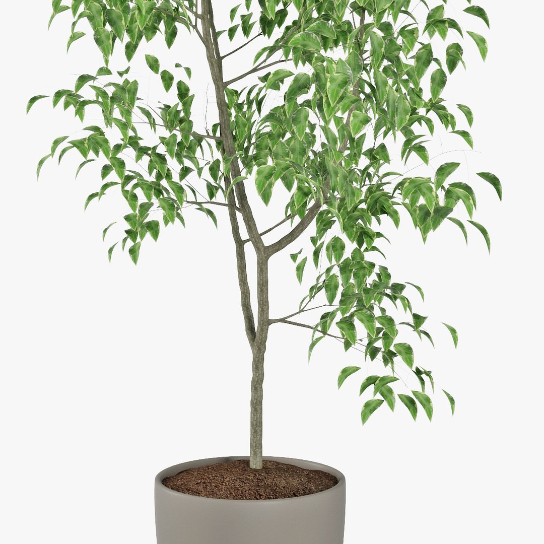 3D ficus benjamin https://p.turbosquid.com/ts-thumb/hH/ZXMTjT/lDU2diZY/pr_09/jpg/1565632857/1920x1080/fit_q87/37459f248b063bffa82d0e302a4a8755bdfaa209/pr_09.jpg