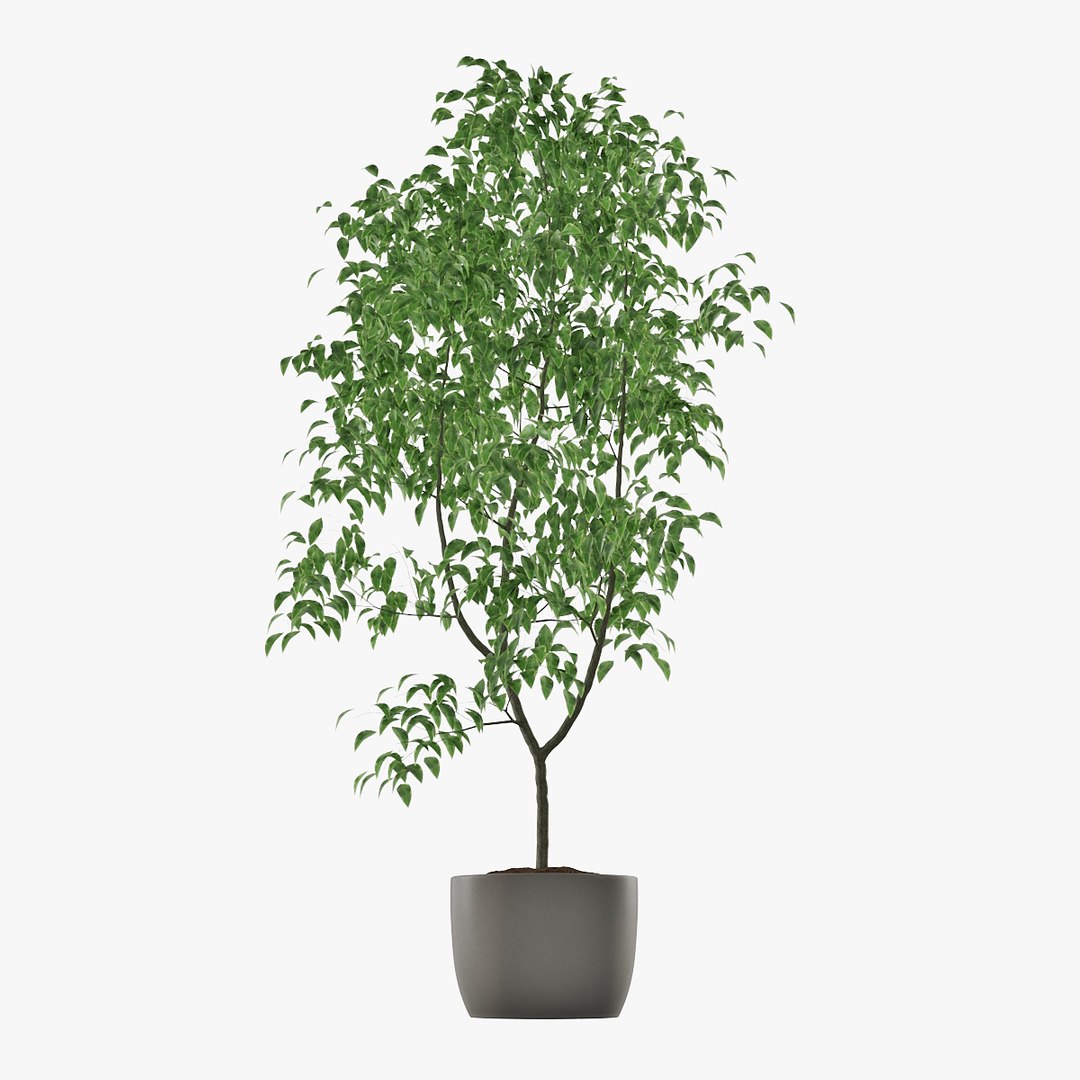 3D ficus benjamin https://p.turbosquid.com/ts-thumb/hH/ZXMTjT/oUgKmE73/pr_02/jpg/1565632857/1920x1080/fit_q87/02d0b4f5d62d1be4c23c33f99364942577c1c483/pr_02.jpg