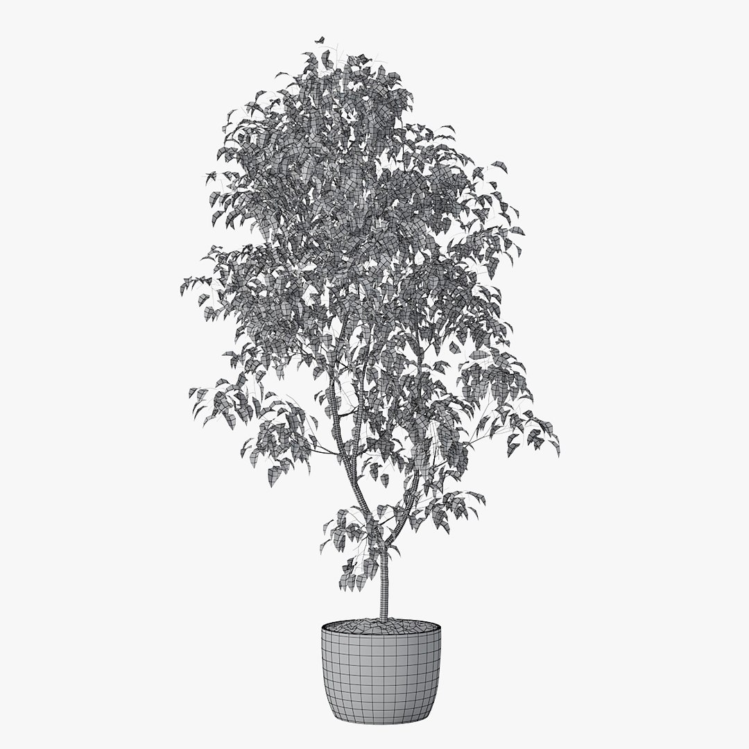 3D ficus benjamin https://p.turbosquid.com/ts-thumb/hH/ZXMTjT/p72uiOQO/pr_01xw/jpg/1565632857/1920x1080/fit_q87/06a2aa550f1764597b116e89e4eb8bdd8a391bba/pr_01xw.jpg