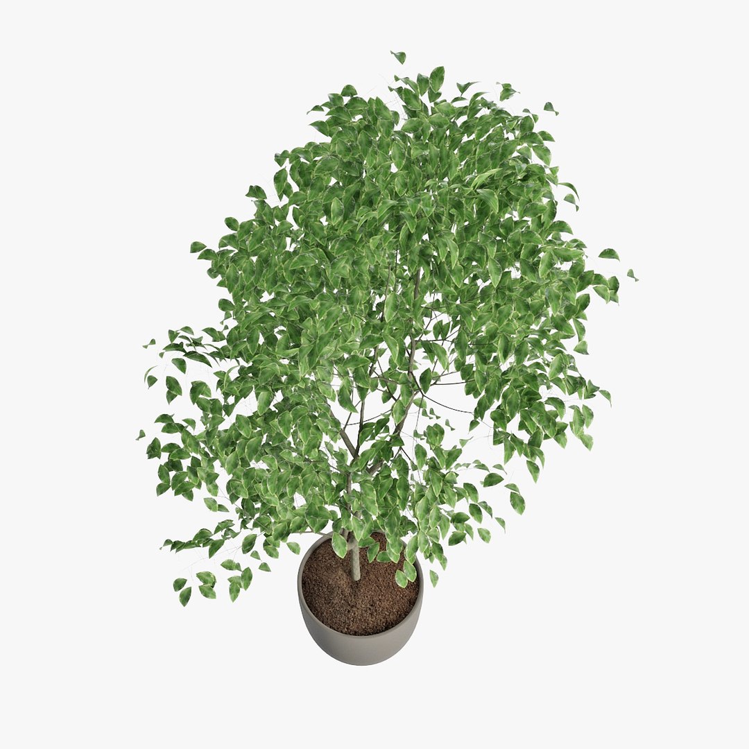 3D ficus benjamin https://p.turbosquid.com/ts-thumb/hH/ZXMTjT/s9H8gPmA/pr_04/jpg/1565632857/1920x1080/fit_q87/7f93a28b1d2bf49e61f5578df6d807dd7a59f3db/pr_04.jpg
