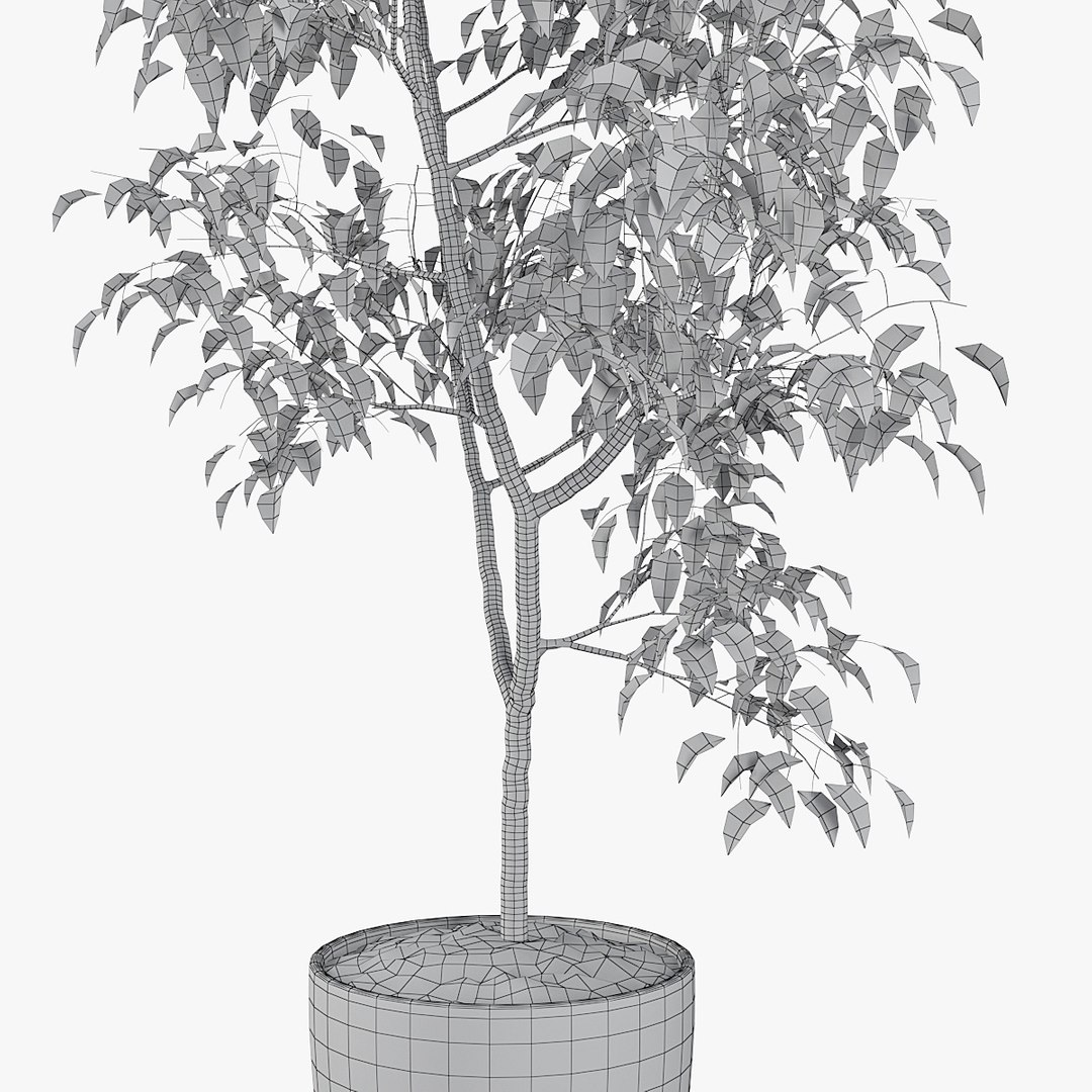 3D ficus benjamin https://p.turbosquid.com/ts-thumb/hH/ZXMTjT/xkS5DaXW/pr_09xw/jpg/1565632857/1920x1080/fit_q87/e167e639c53b567de8ea72796d2c5db52c095521/pr_09xw.jpg