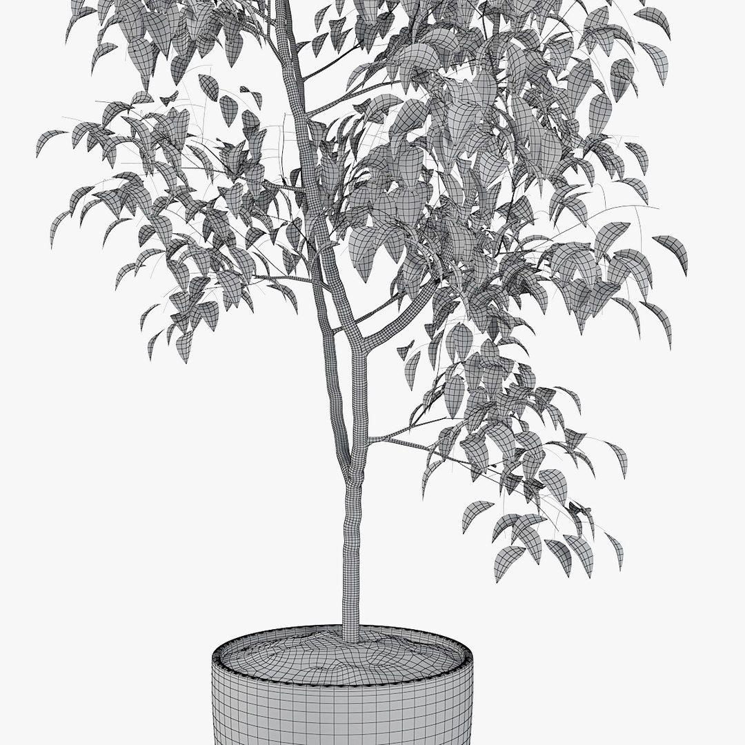 3D ficus benjamin https://p.turbosquid.com/ts-thumb/hH/ZXMTjT/yOYkcdFO/pr_09w/jpg/1565632857/1920x1080/fit_q87/7bf7957349f8c59145a3ca62cc250926e74c6e76/pr_09w.jpg