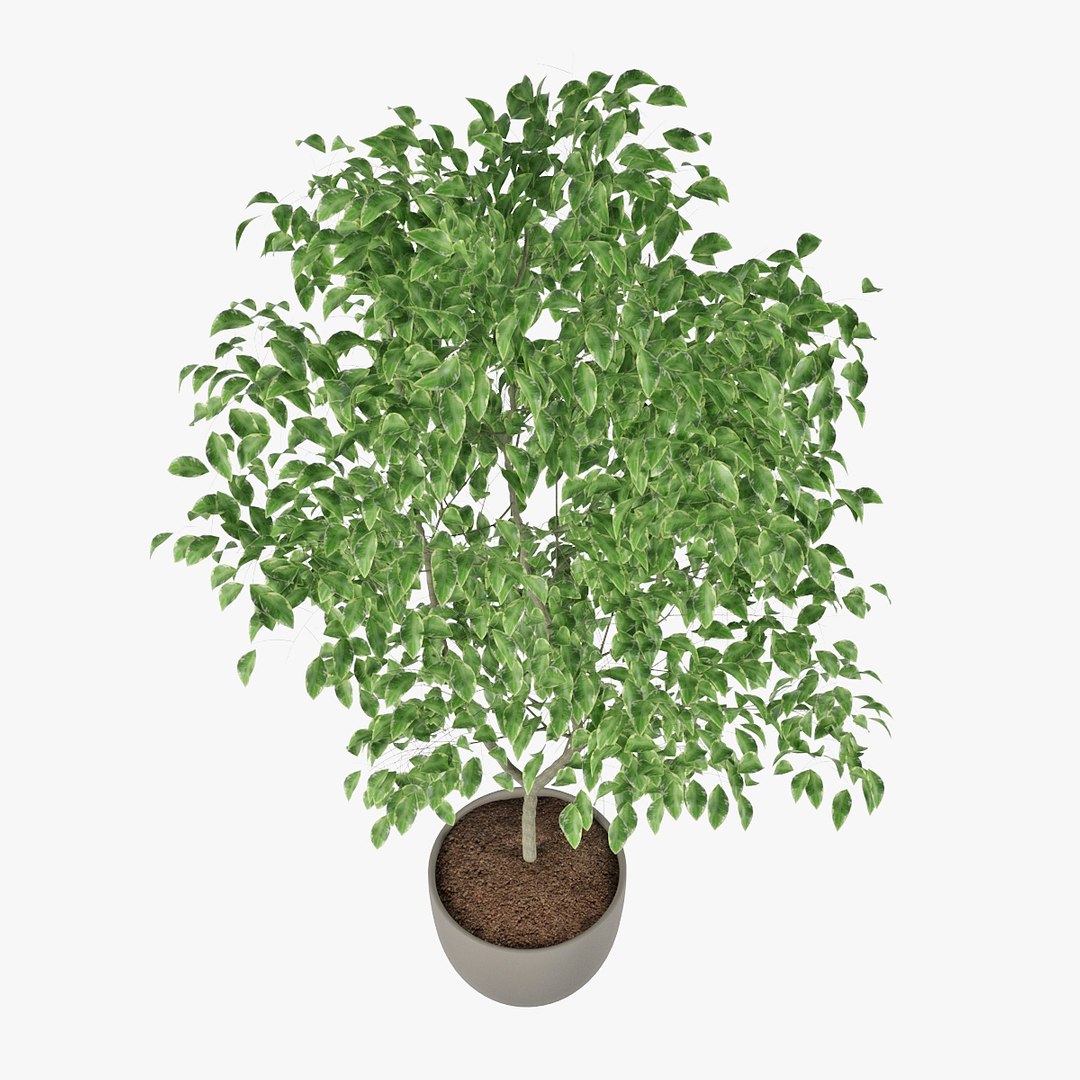 3D ficus benjamin https://p.turbosquid.com/ts-thumb/hH/ZXMTjT/zXdPvgC5/pr_06/jpg/1565632857/1920x1080/fit_q87/b1fedb1642d8ee8723f136538c61beca14312449/pr_06.jpg