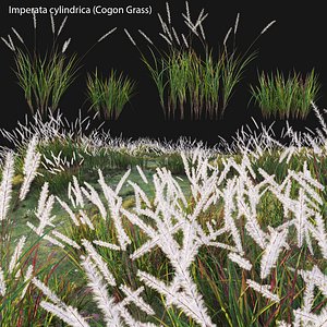 Imperata cylindrica - Cogon Grass