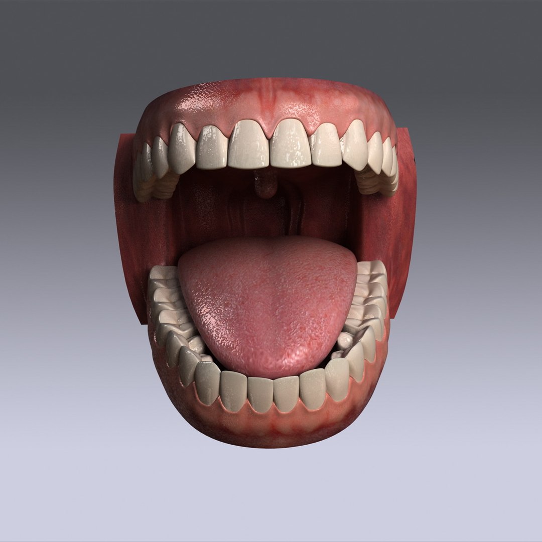 Hu Teeth 3d Model