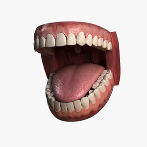 hu teeth 3d model
