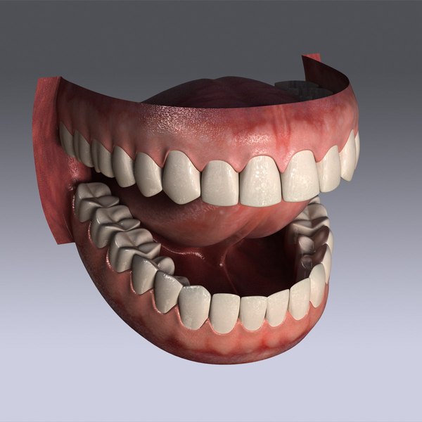 hu teeth 3d model