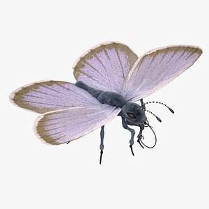 3d blue butterfly close model