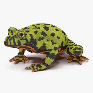 3d model bellied toad frog pose