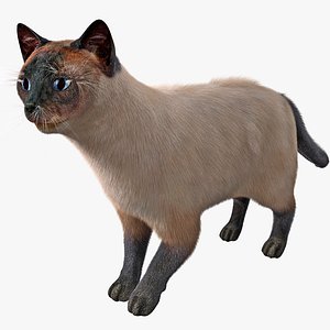 siamese cat pose 2 max