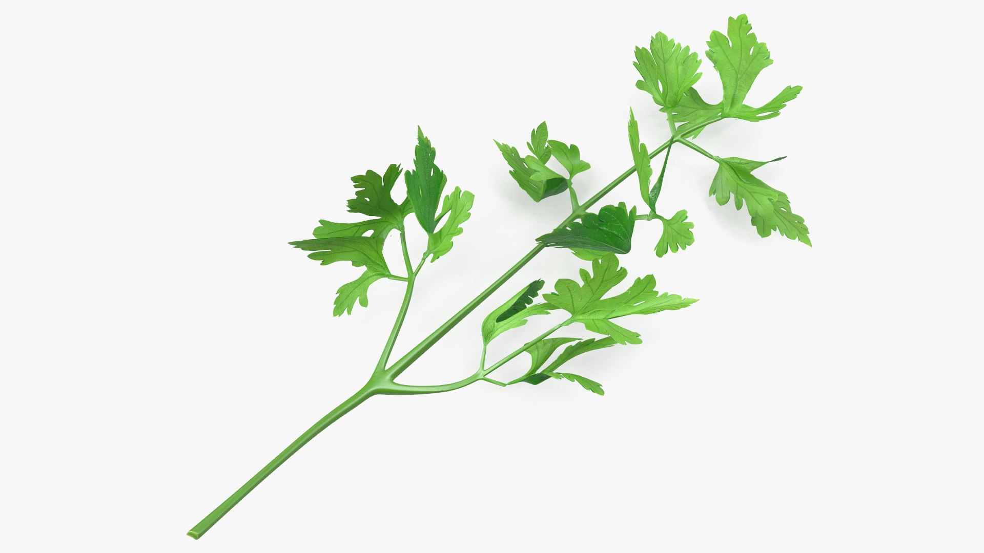 Heap of Parsley Leaves 3D model preview