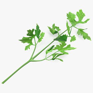 Heap of Parsley Leaves
