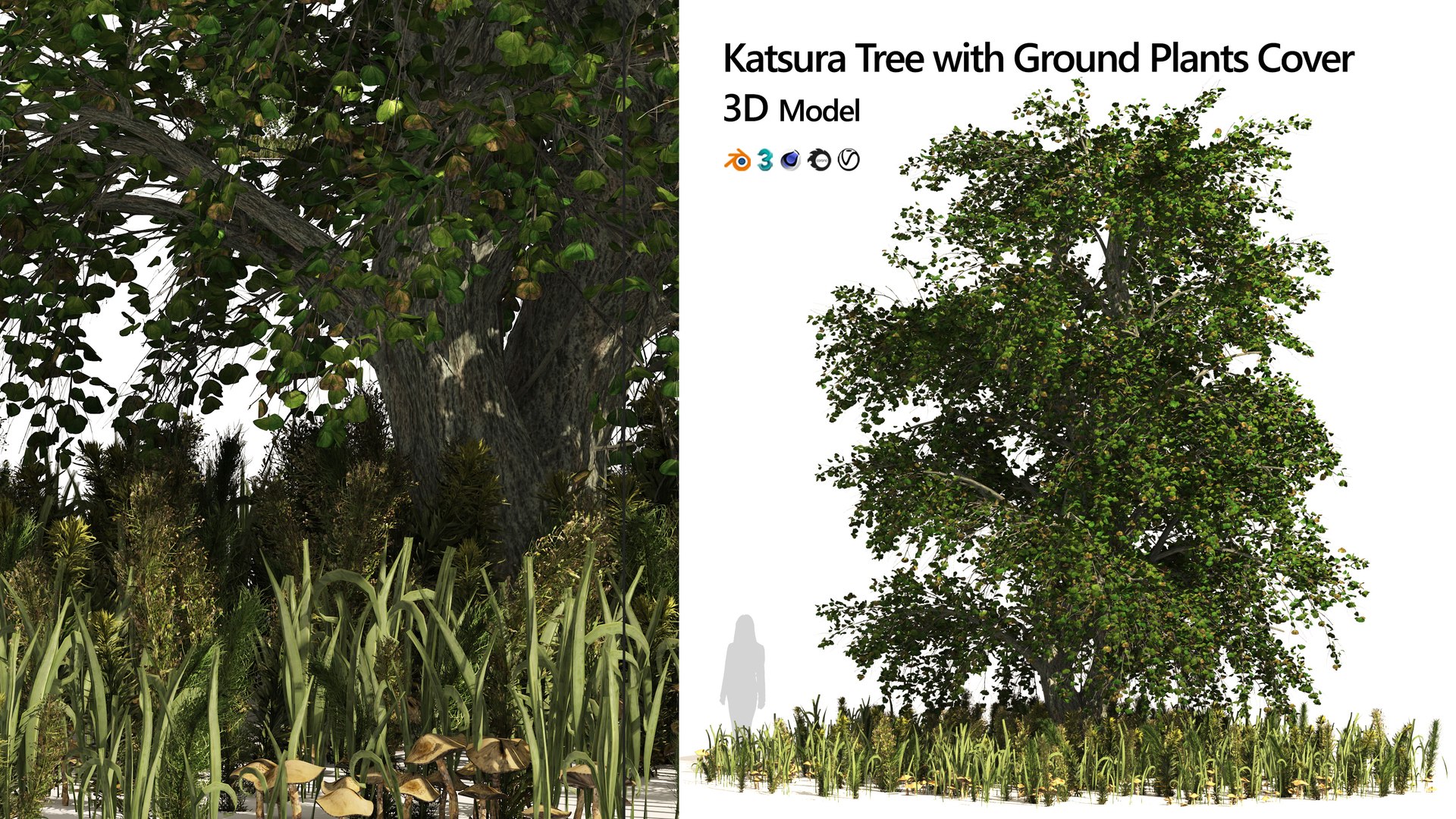 Japanese katsura tree grass plants 3D https://p.turbosquid.com/ts-thumb/hI/Eux6Rj/7Z/artcover/jpg/1666734983/1920x1080/fit_q87/aa6a097e56e1b662f37cabad6e6ed74d847ad873/artcover.jpg