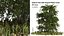 Japanese katsura tree grass plants