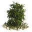 Japanese katsura tree grass plants