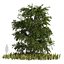 Japanese katsura tree grass plants