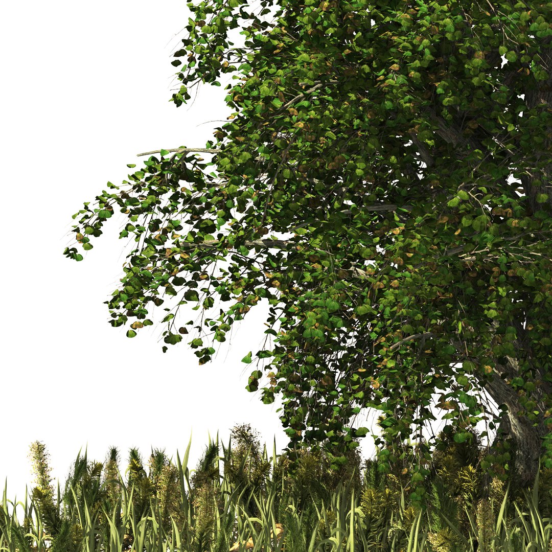 Japanese katsura tree grass plants 3D https://p.turbosquid.com/ts-thumb/hI/Eux6Rj/Jp/02pp/jpg/1666734977/1920x1080/fit_q87/eff7ba17c4cb194fd43ec5552996a578843a96fc/02pp.jpg