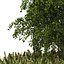 Japanese katsura tree grass plants