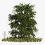 Japanese katsura tree grass plants