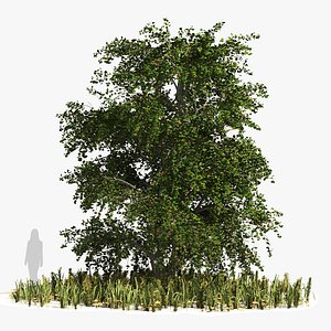 Japanese katsura tree grass plants
