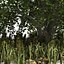 Japanese katsura tree grass plants