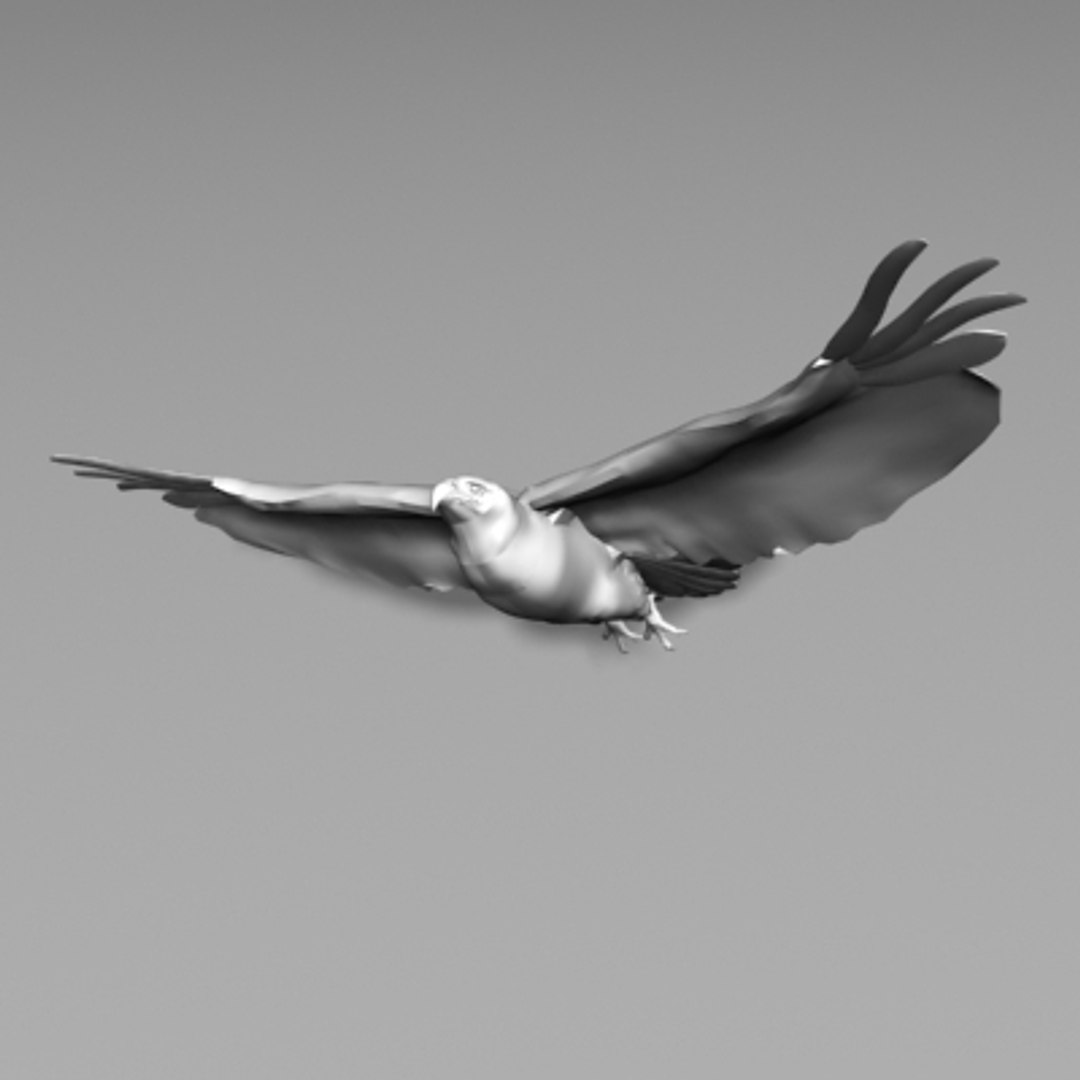Hawk Bird 3d Model