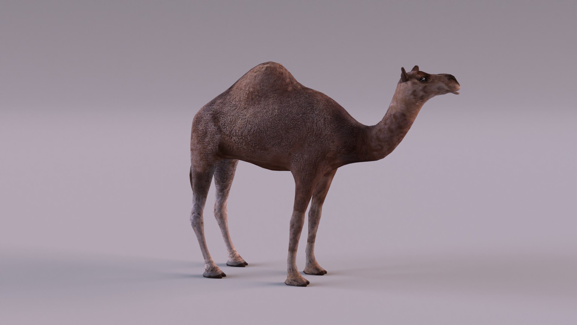 Sahara desert animals model https://p.turbosquid.com/ts-thumb/hI/QkFG6w/Y4/camel_0001/jpg/1668884179/1920x1080/fit_q87/9fca50ec94d8025c41e4d5affbb91efb6f318049/camel_0001.jpg