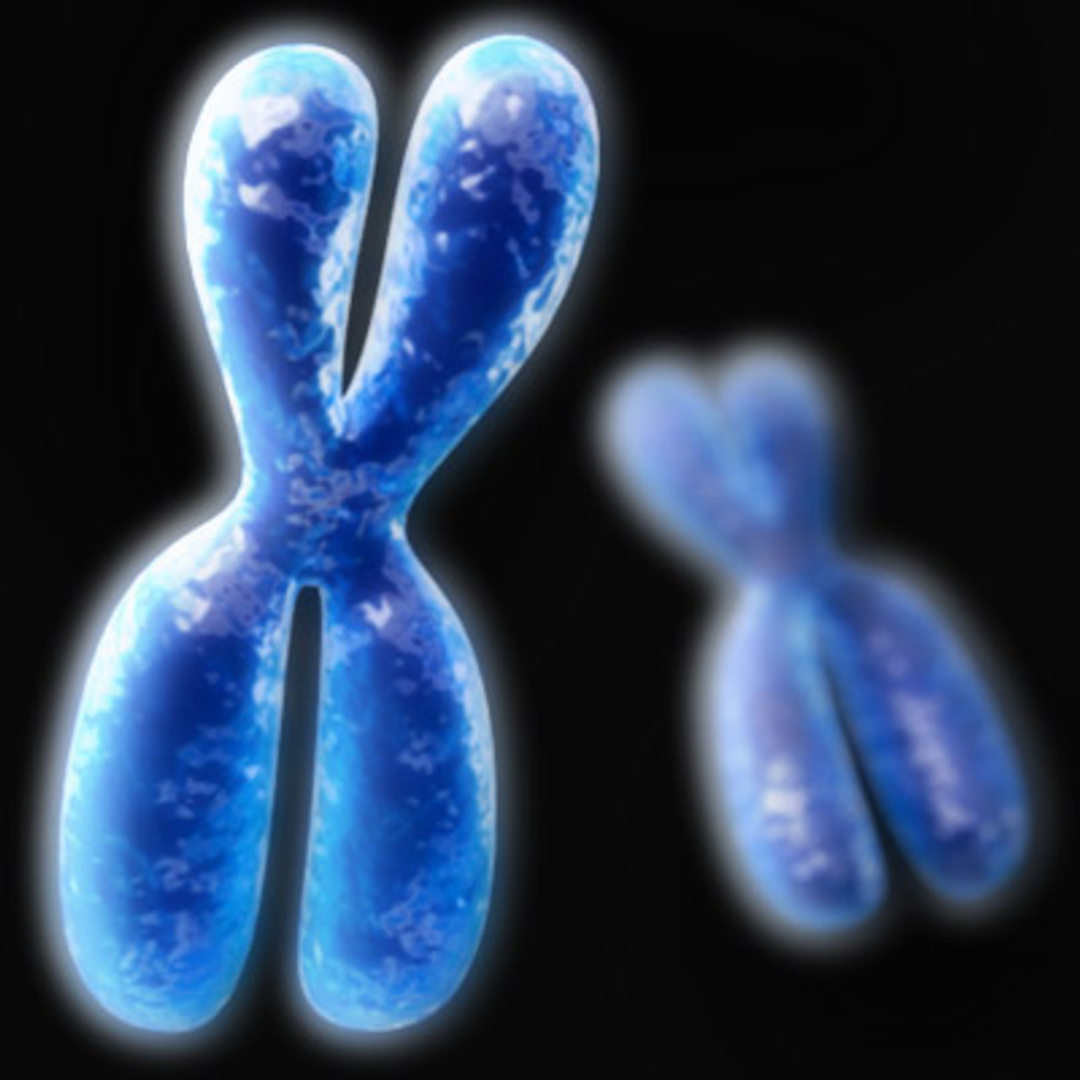 chromosome 3d model