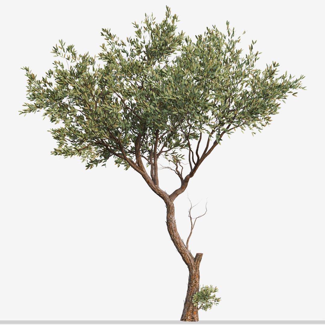 Olive Tree (Olea europaea): How to Grow and Care with Success