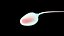 Sperm 3D model