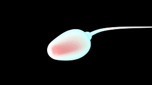 Sperm