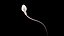 Sperm 3D model