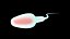 Sperm 3D model