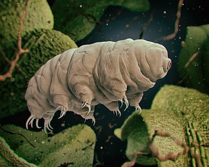 tardigrades water bears 3D model