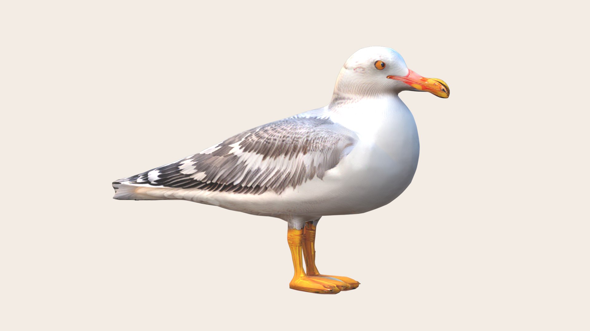 Seagull 3D Model - TurboSquid 2198464