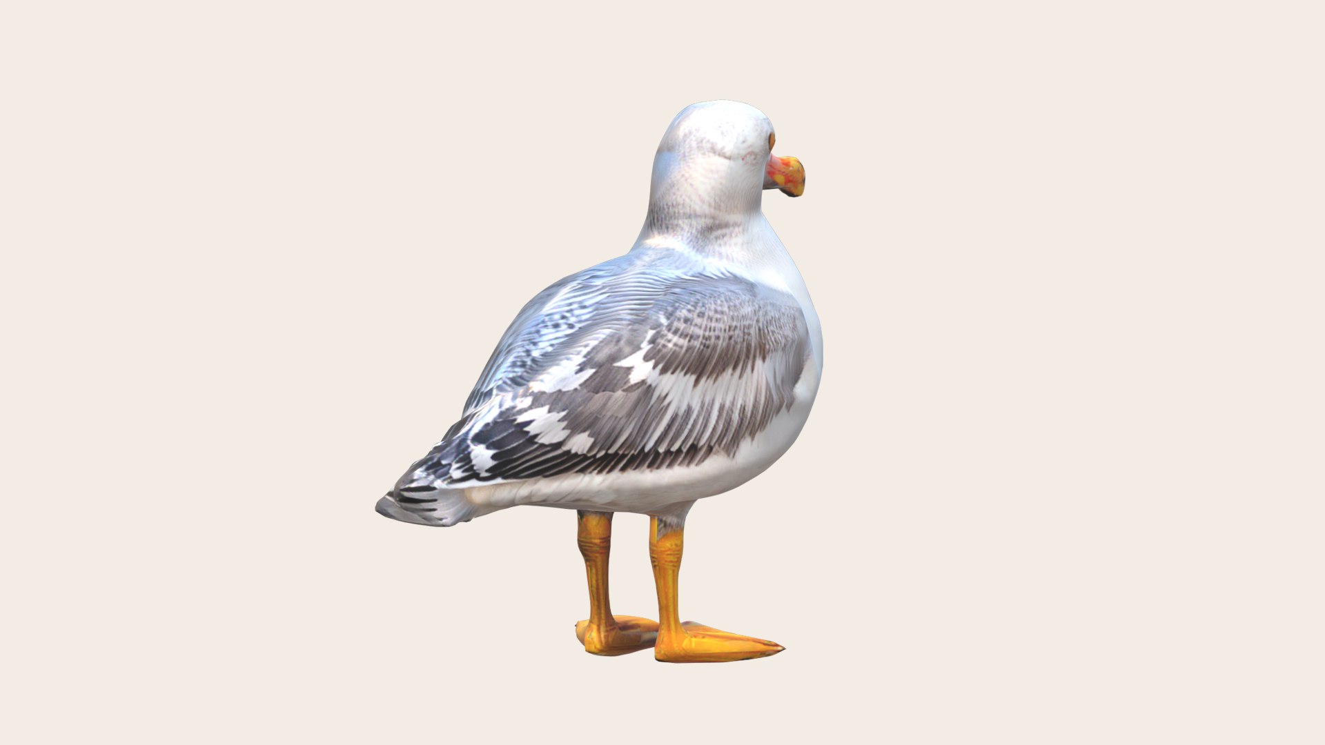 Seagull 3D Model - TurboSquid 2198464