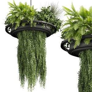 plant vol 907 - chandelier - ampelous - hanging - fern model