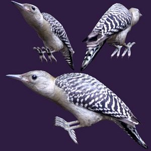 3d model redbellied woodpecker fledgling