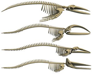 whale skeletons 3D model