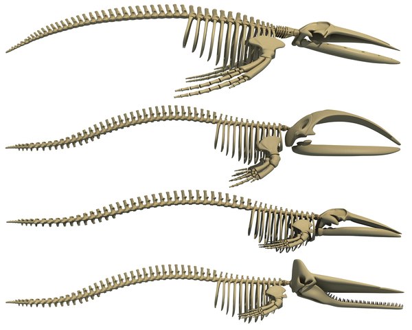 Whales Skeletons Models