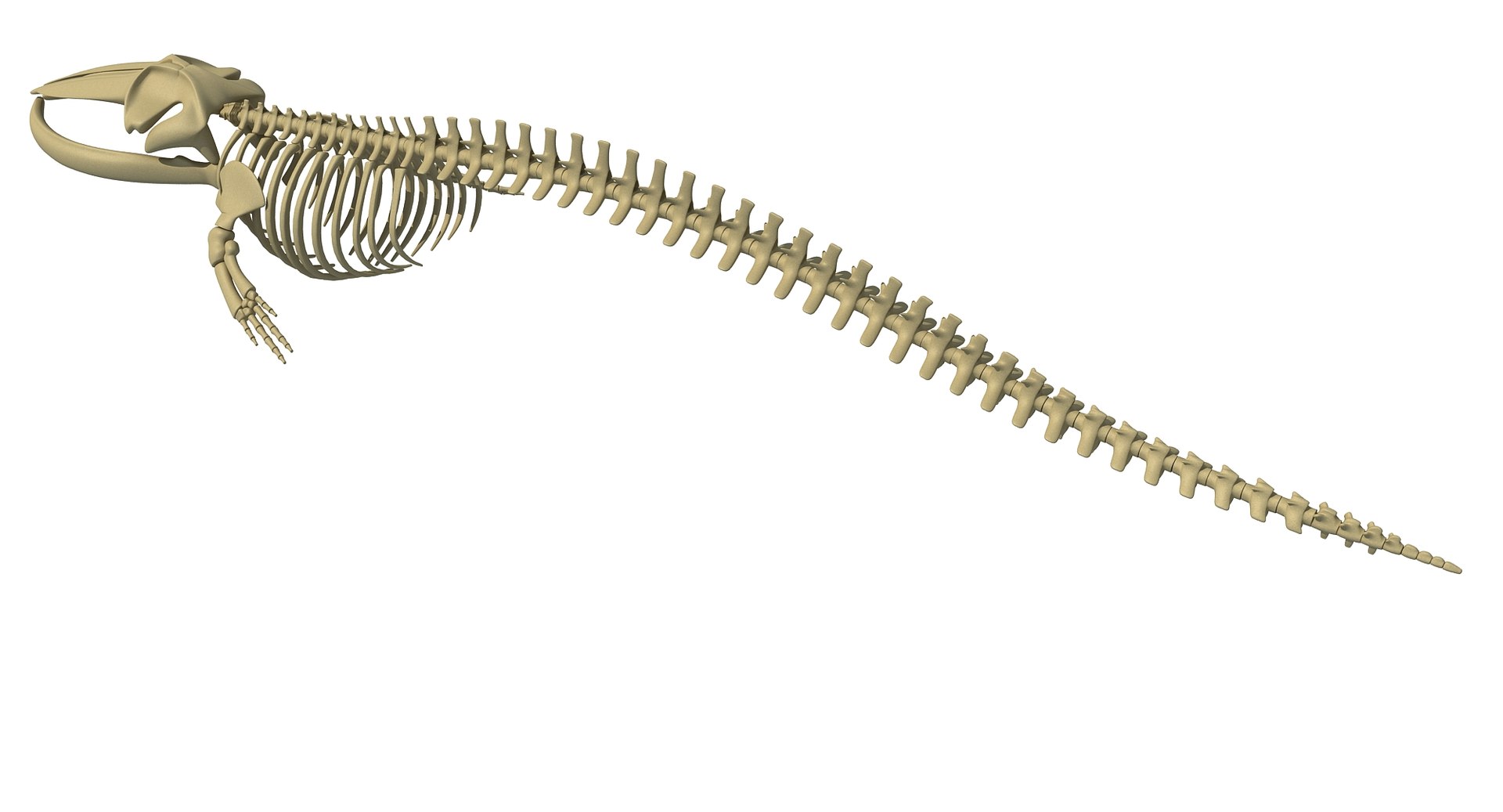 Whale skeletons 3D model - TurboSquid 1258401