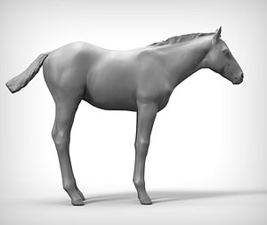 Horse Foal