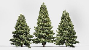 Spruce model