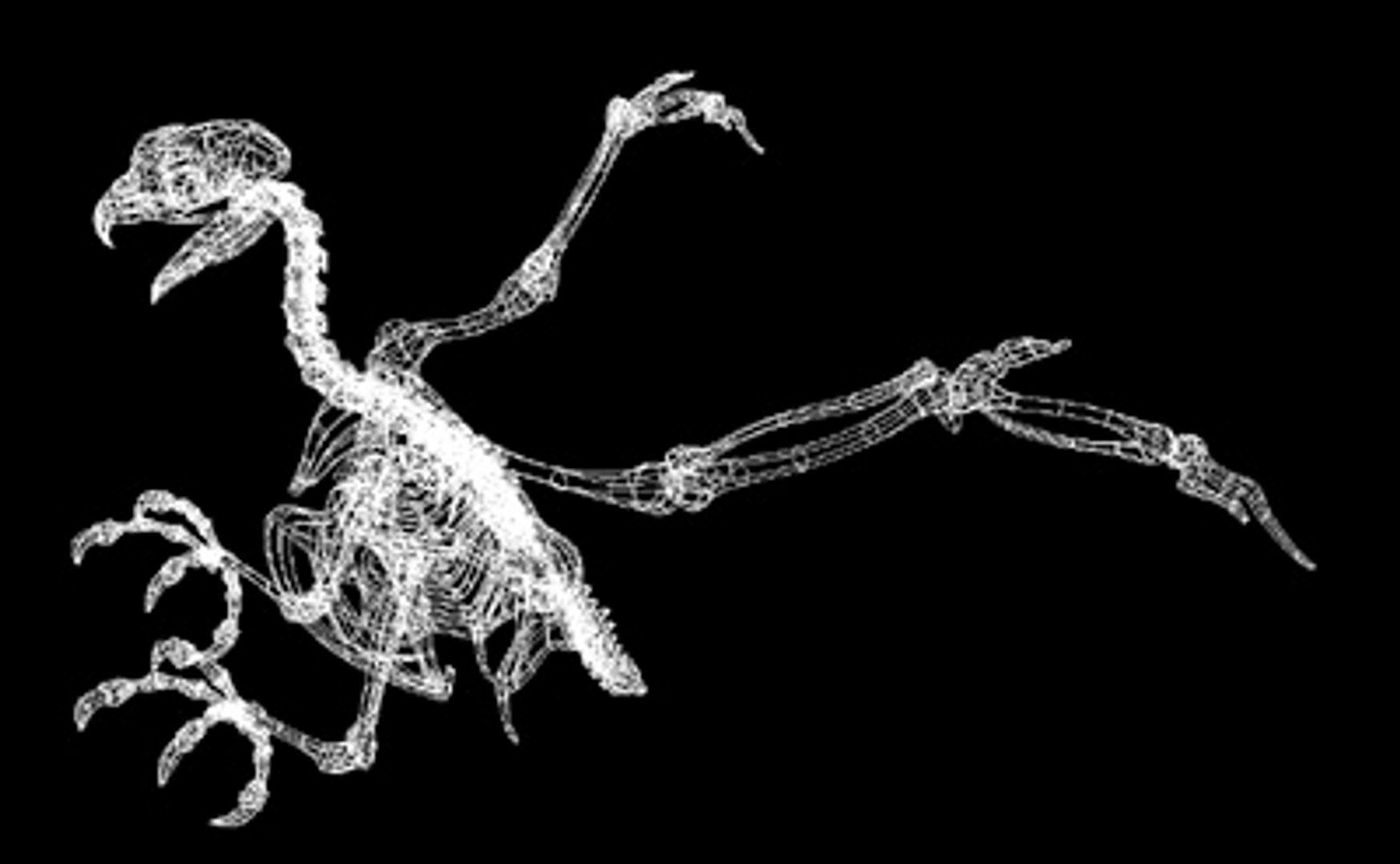 Bird Skeleton C4d