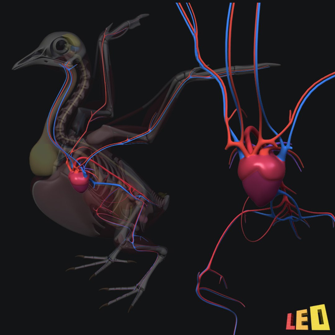 Pigeon Circulatory System