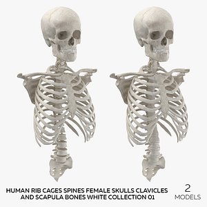 3D Human Rib Cages Spines Female Skulls Clavicles and Scapula Bones White Collection 01 - 2 models