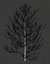Pine asset