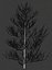 Pine asset