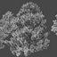 Pine asset